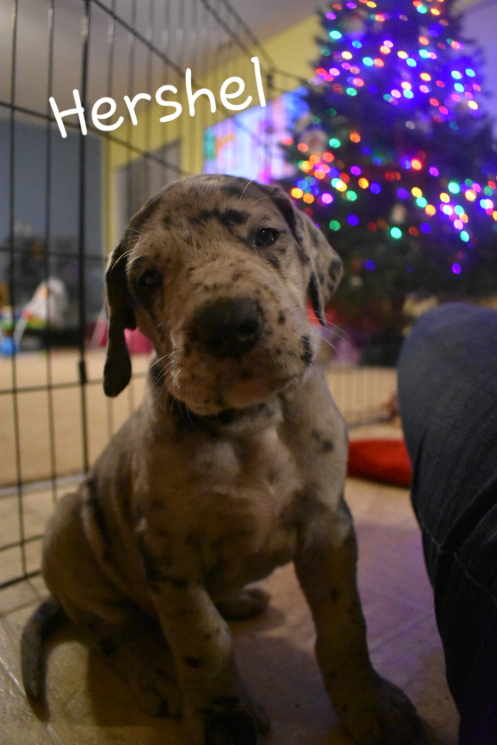 Great Dane Puppies For Sale Morristown, IN 287241