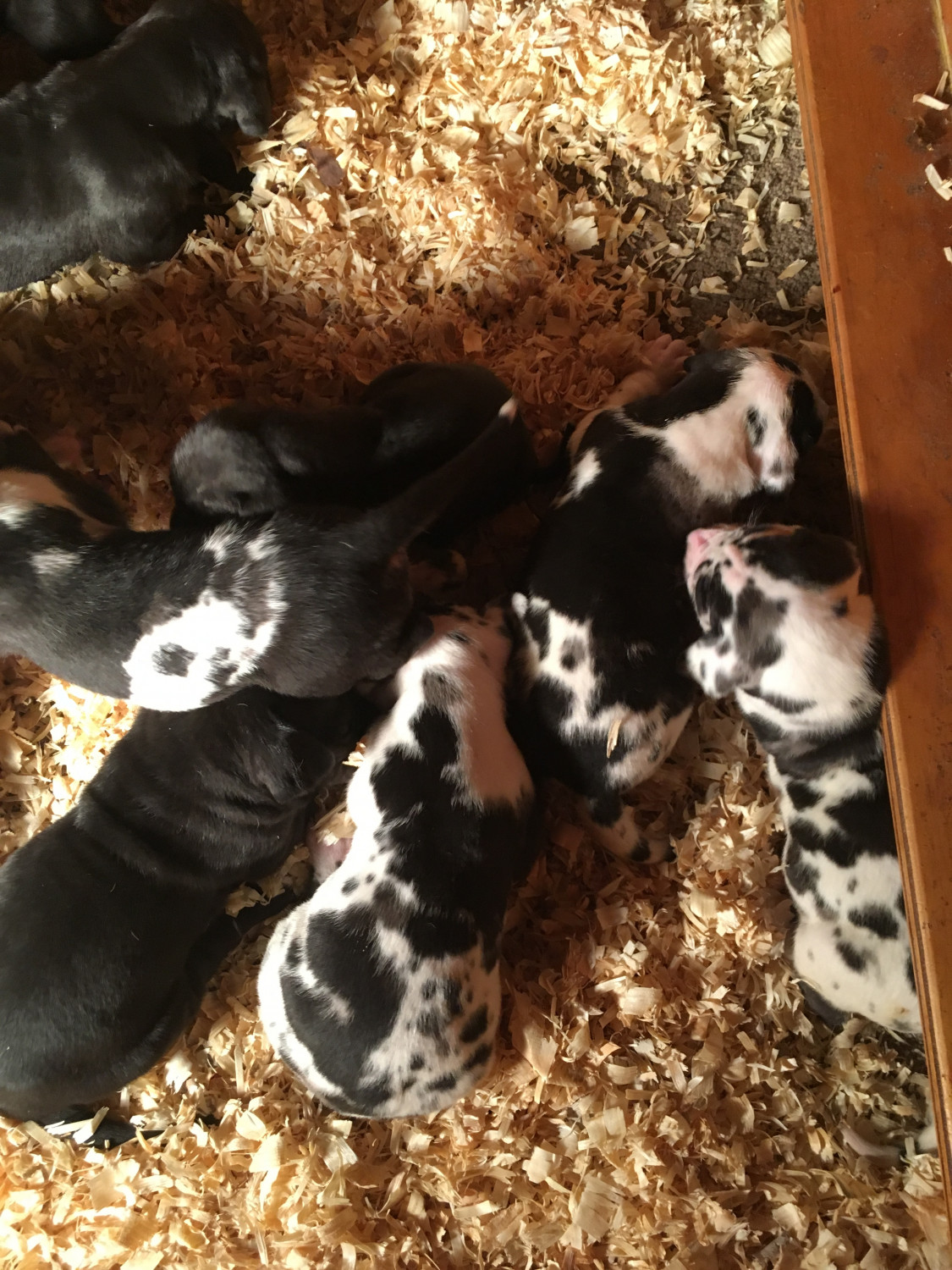 Great Dane Puppies For Sale Suffolk, VA 289102
