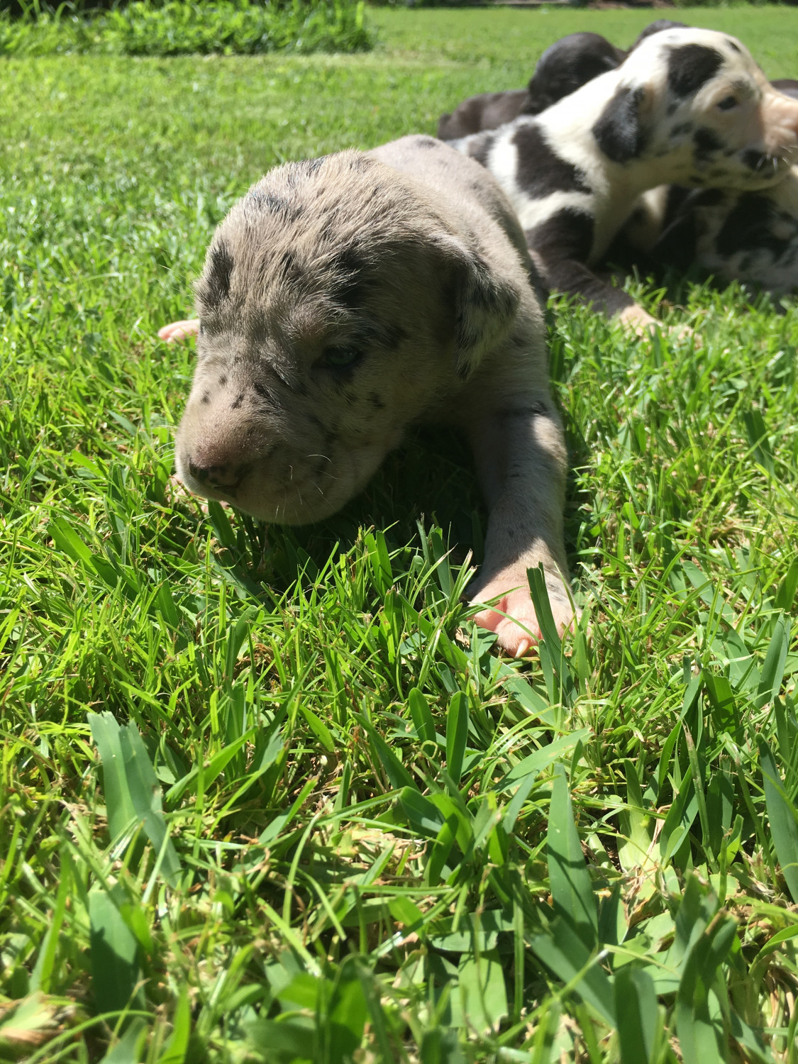 Cheap Great Dane Puppies For Sale In Va My Hobby