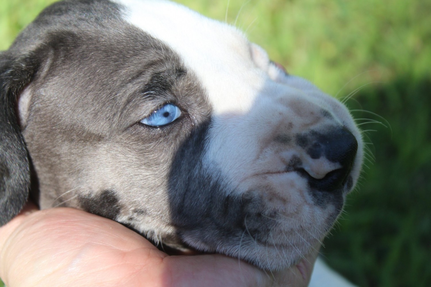 Great Dane Puppies For Sale SoddyDaisy, TN 307205