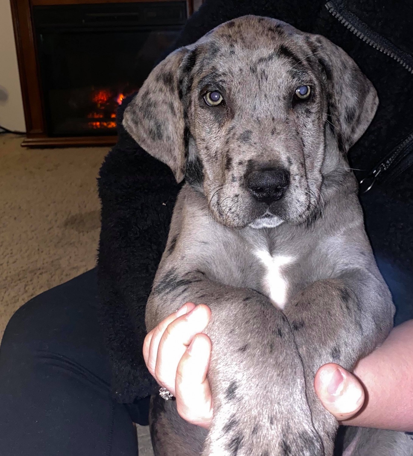 Great Dane Puppies For Sale Buckingham County, VA 317389