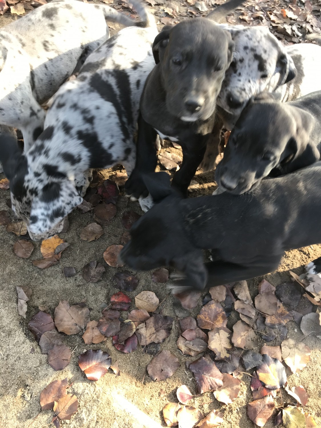 Great Dane Puppies For Sale Patrick, SC 317565