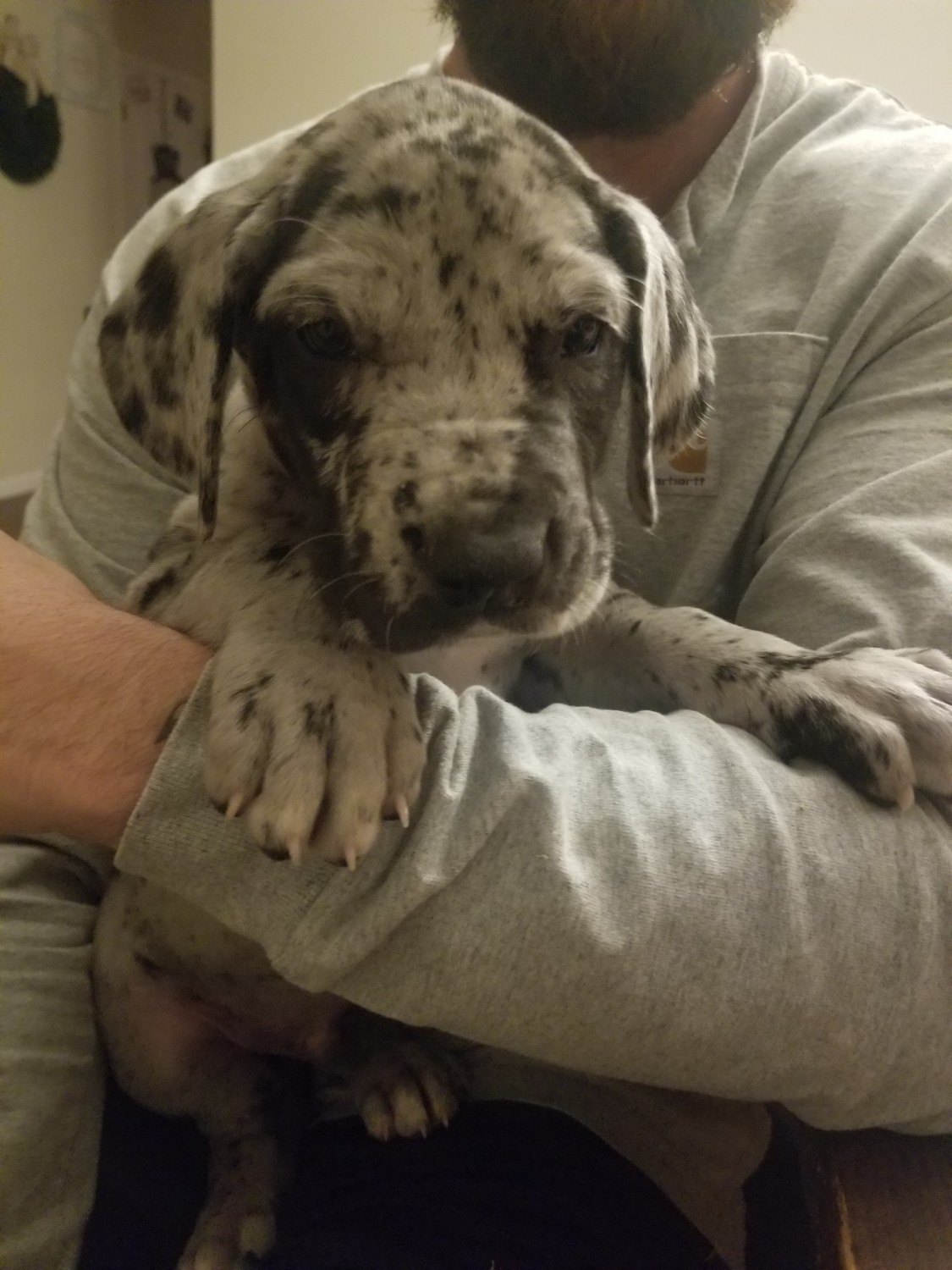 Great Dane Puppies For Sale | Valley Springs, CA #319004