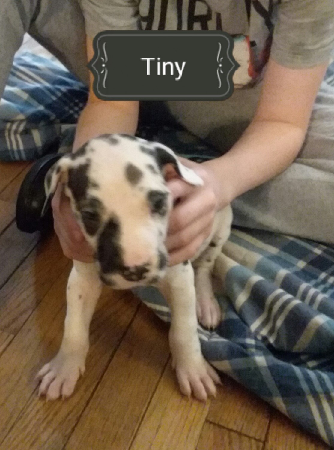 Great Dane Puppies For Sale Saint Joseph, MO 320063