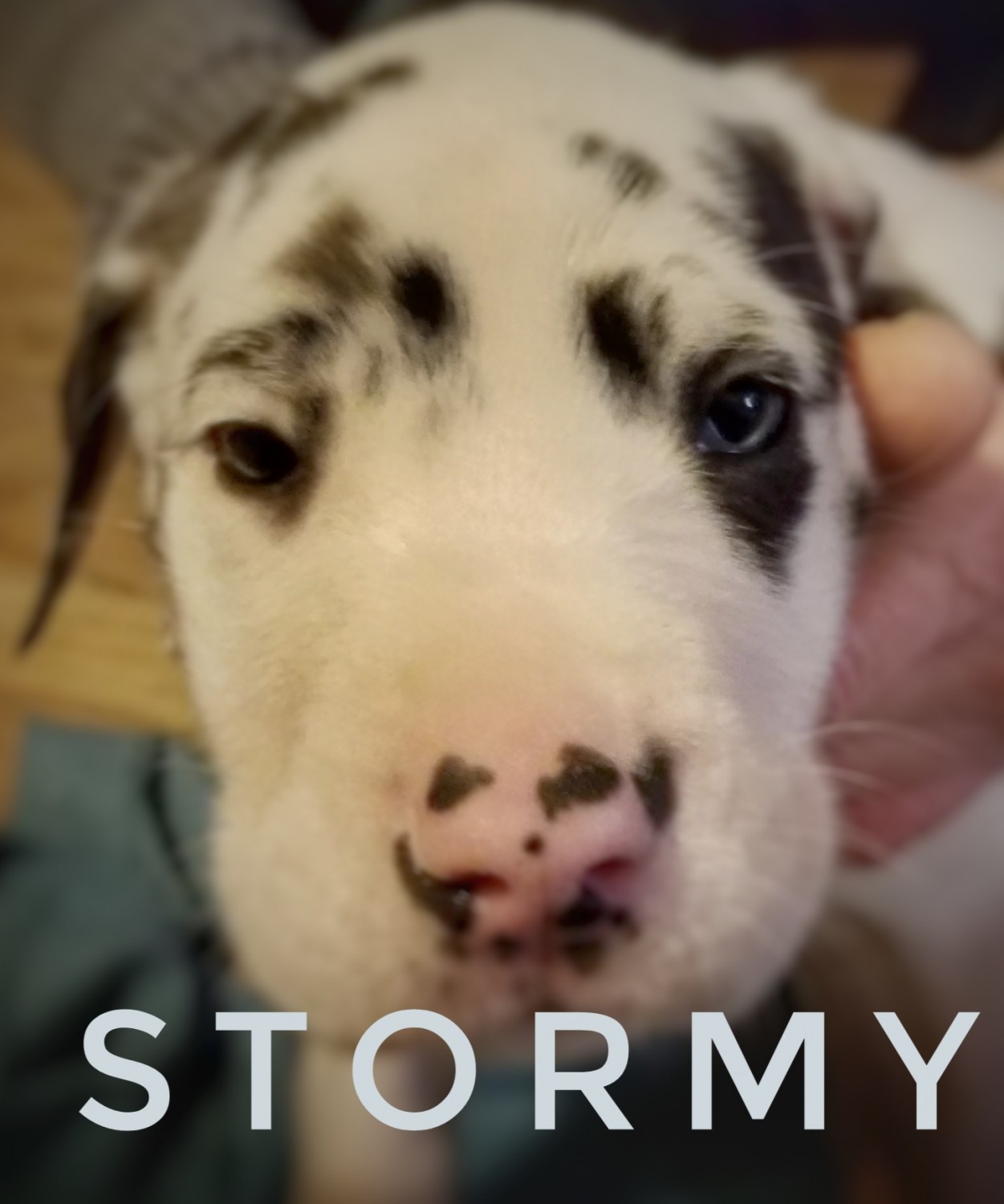 Great Dane Puppies For Sale Saint Joseph, MO 320063