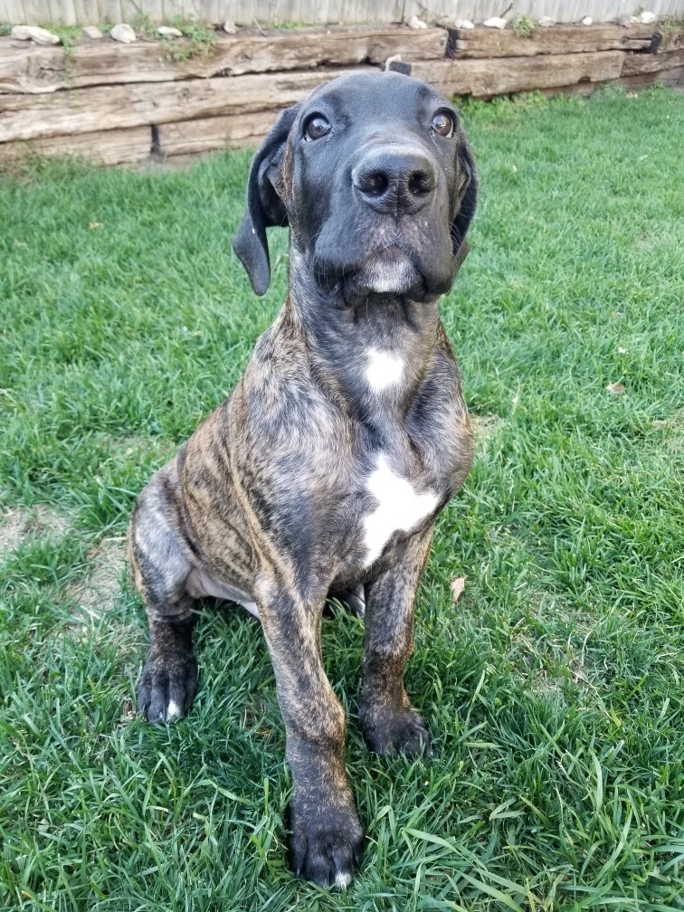 Great Dane Puppies For Sale Waupun, WI 338550 Petzlover