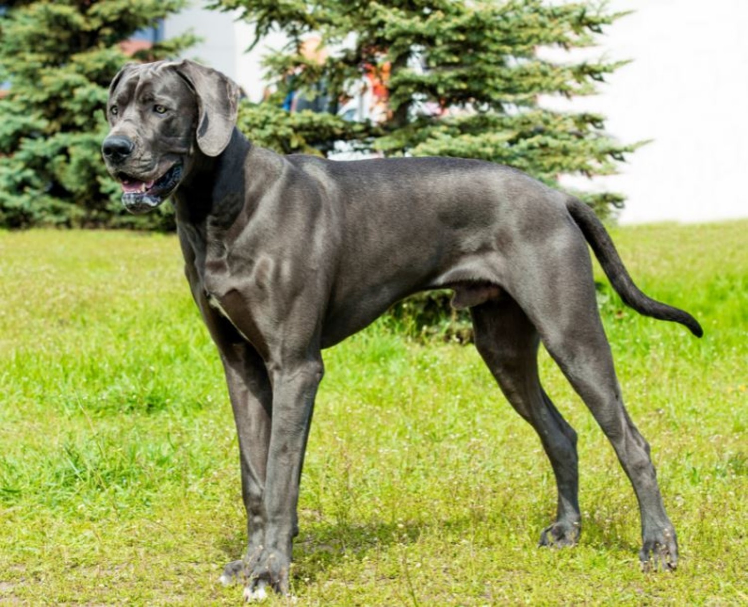 Great Dane Dog Breed Information Images Characteristics Health