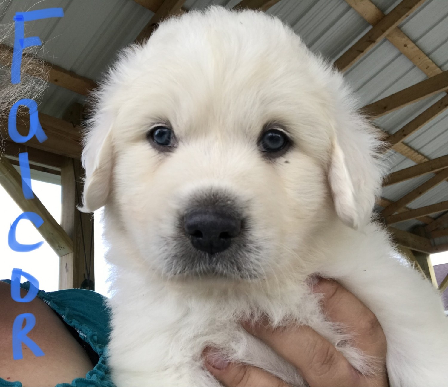Great Pyrenees Puppies For Sale | Woodville, OH #364497