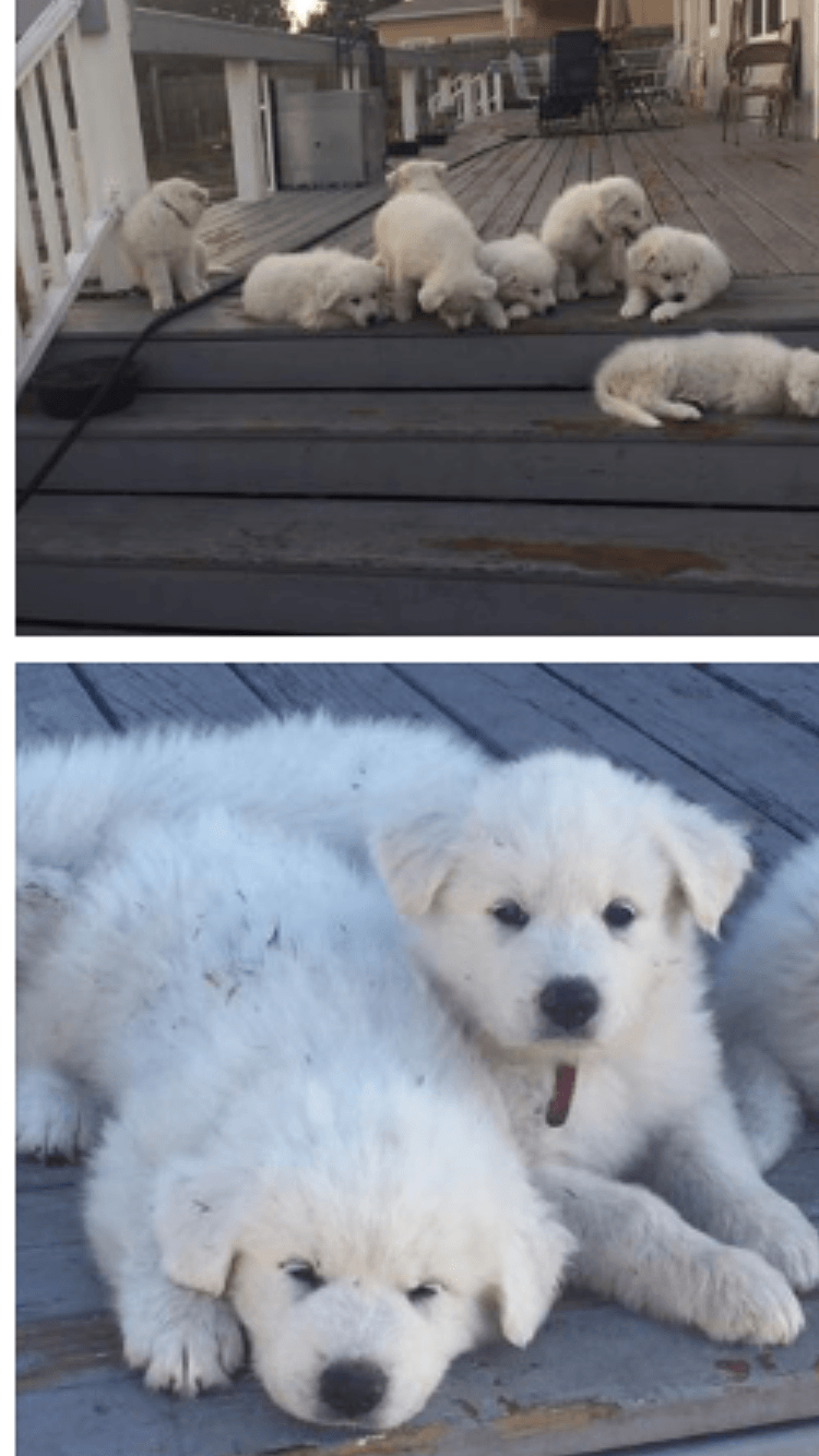 Great Pyrenees Puppies For Sale | Fort Myers, FL #201391