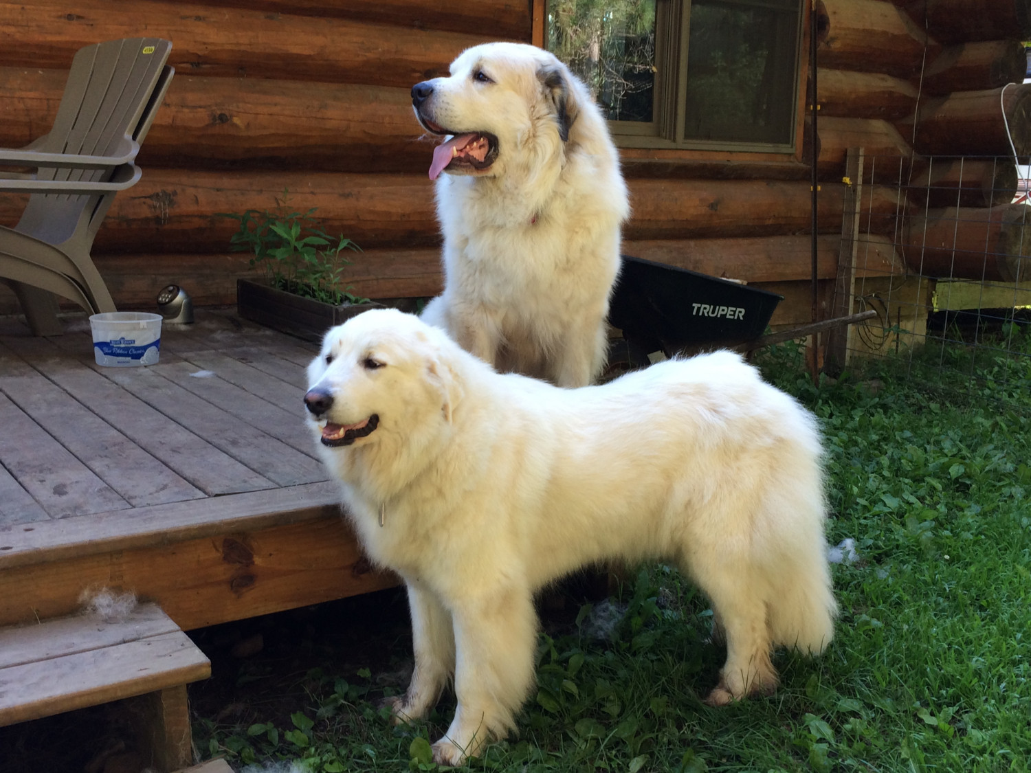 Great Pyrenees Puppies For Sale Menominee, MI 247497