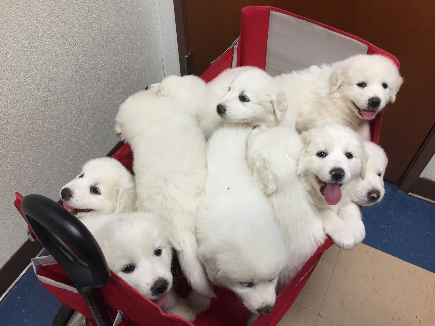 Great Pyrenees Puppies For Sale San Antonio, TX 276068