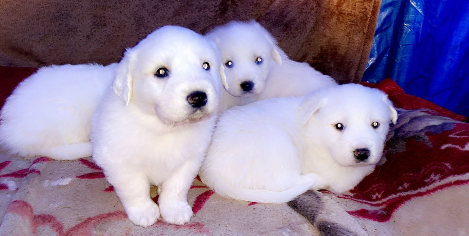 Great Pyrenees Puppies For Sale  Colorado Springs, CO #297618