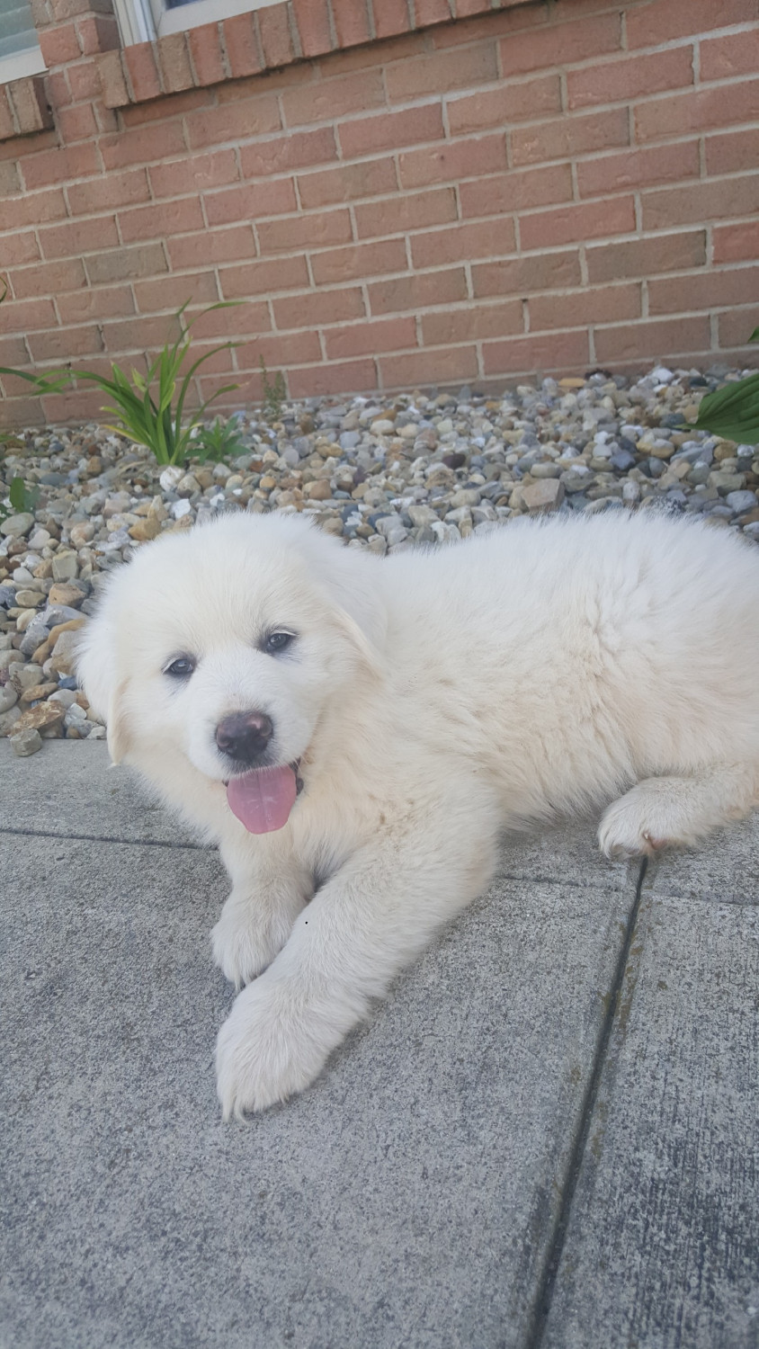 Great Pyrenees Puppies For Sale | Mahomet, IL #301469