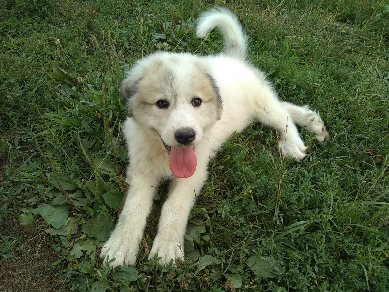 Great Pyrenees Puppies For Sale  Wytheville, VA #303786