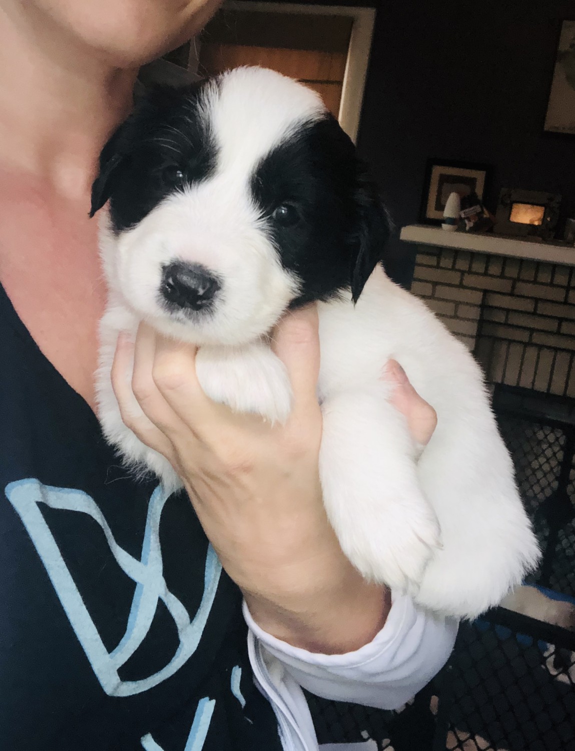 "Great Pyrenees" Puppies For Sale Wooster, OH 310264