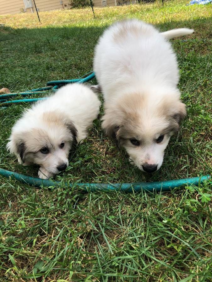 Great Pyrenees Puppies For Sale | Siler City, NC #310406