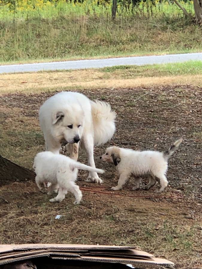 Great Pyrenees Puppies For Sale | Siler City, NC #310406