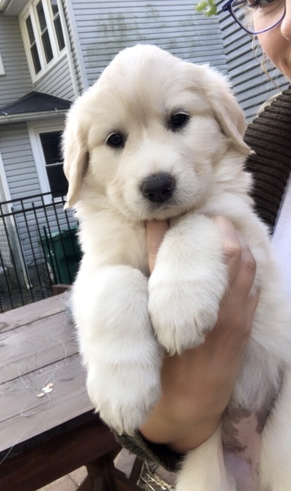 Great Pyrenees Puppies For Sale Wooster, OH 311333