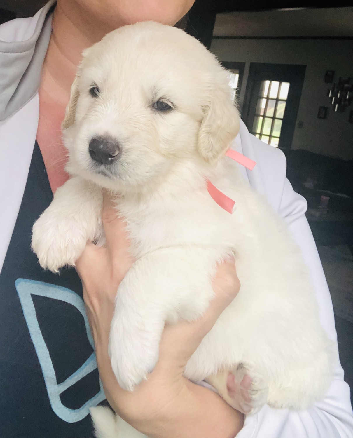 Great Pyrenees Puppies For Sale Wooster, OH 311333