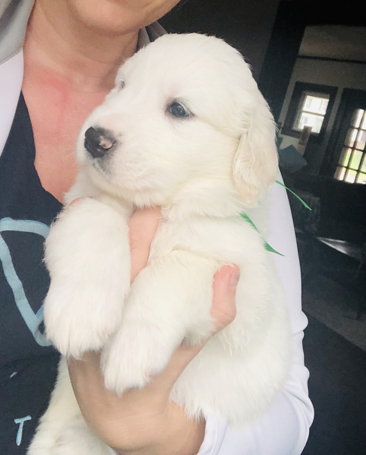 Great Pyrenees Puppies For Sale Wooster, OH 311333