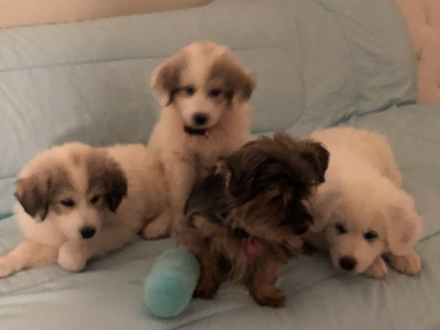 Great Pyrenees Puppies For Sale Duluth, GA 313358