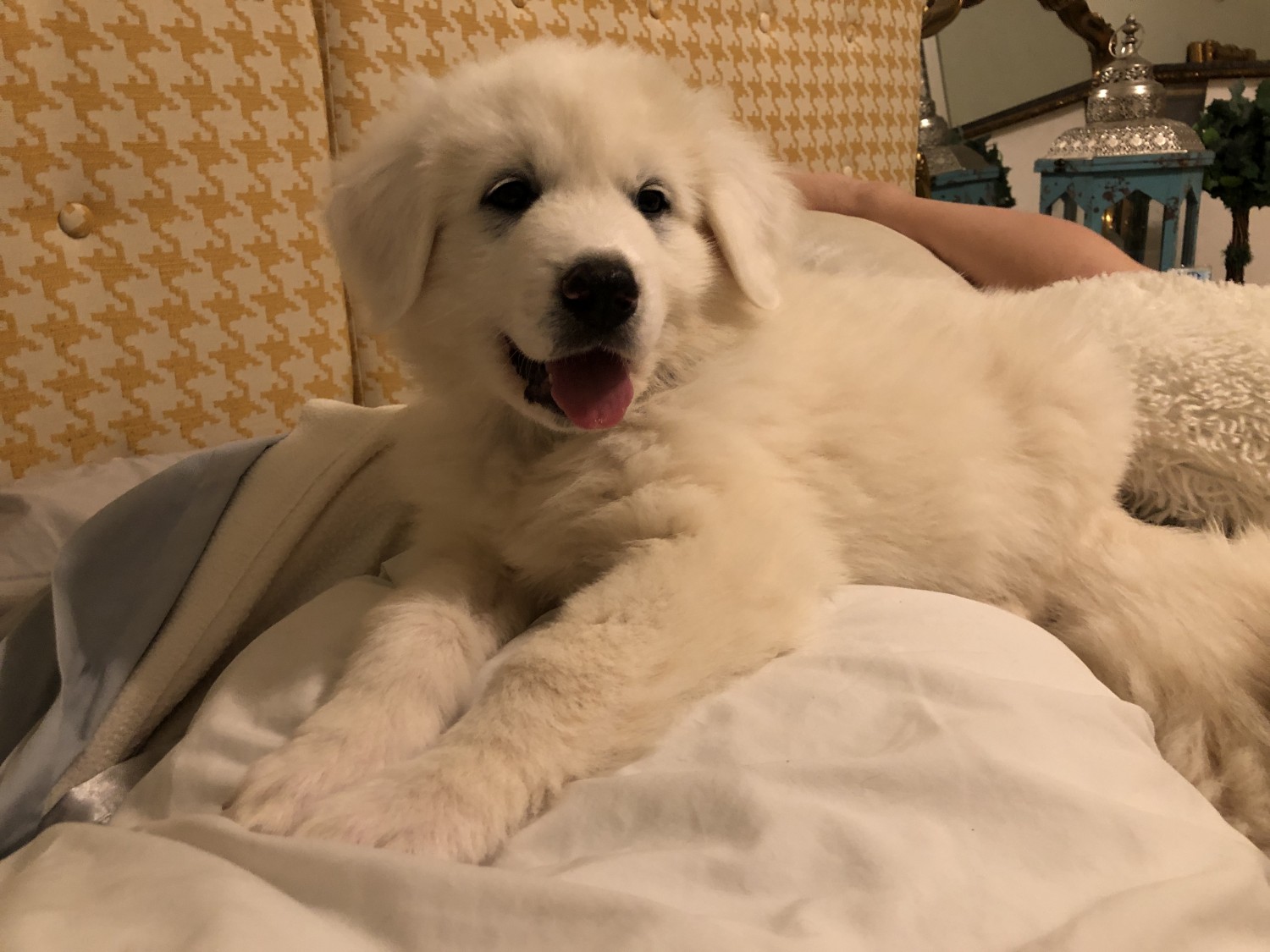 Great Pyrenees Puppies For Sale Duluth, GA 313358