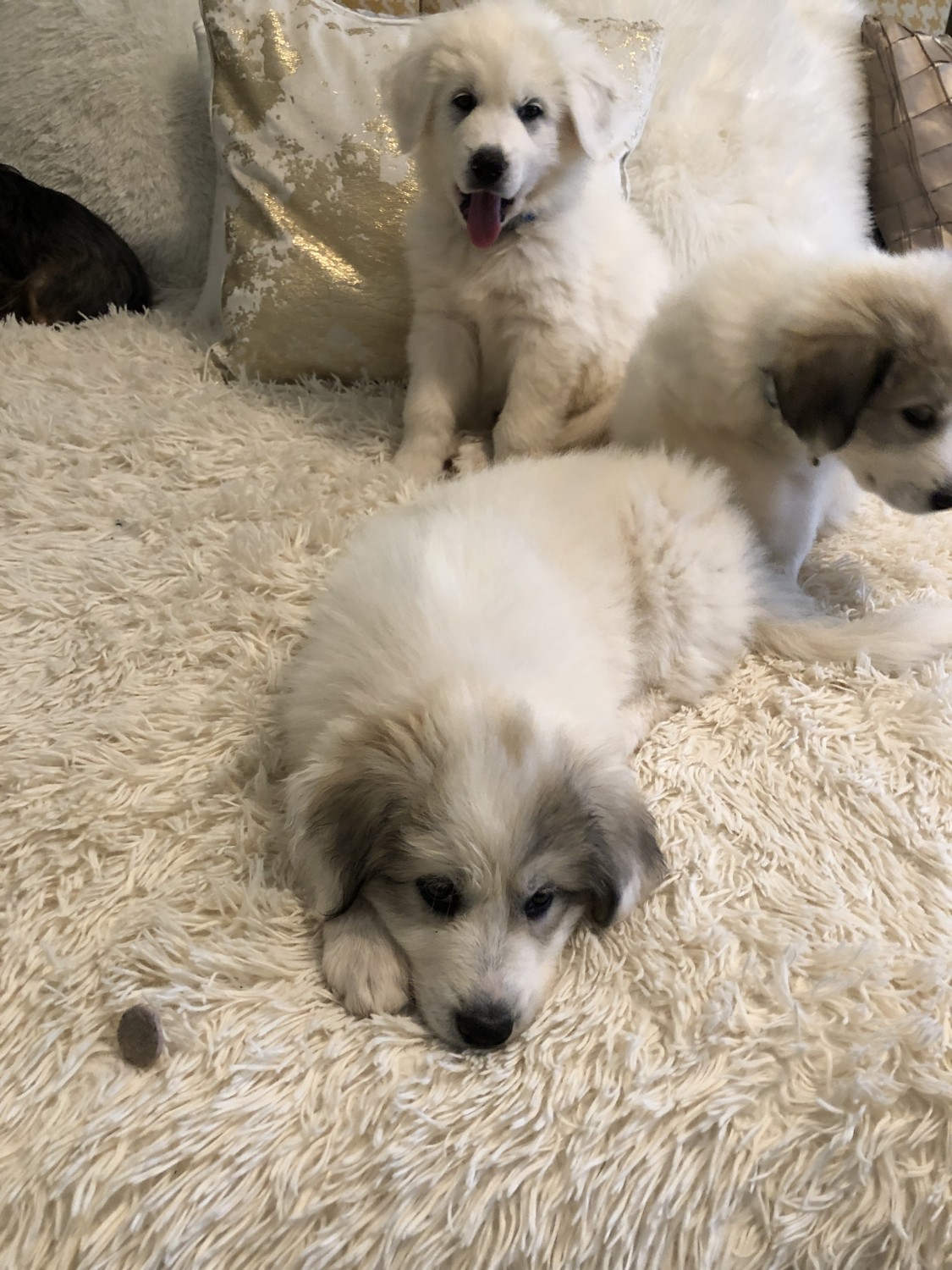 Great Pyrenees Puppies For Sale Duluth, GA 313358