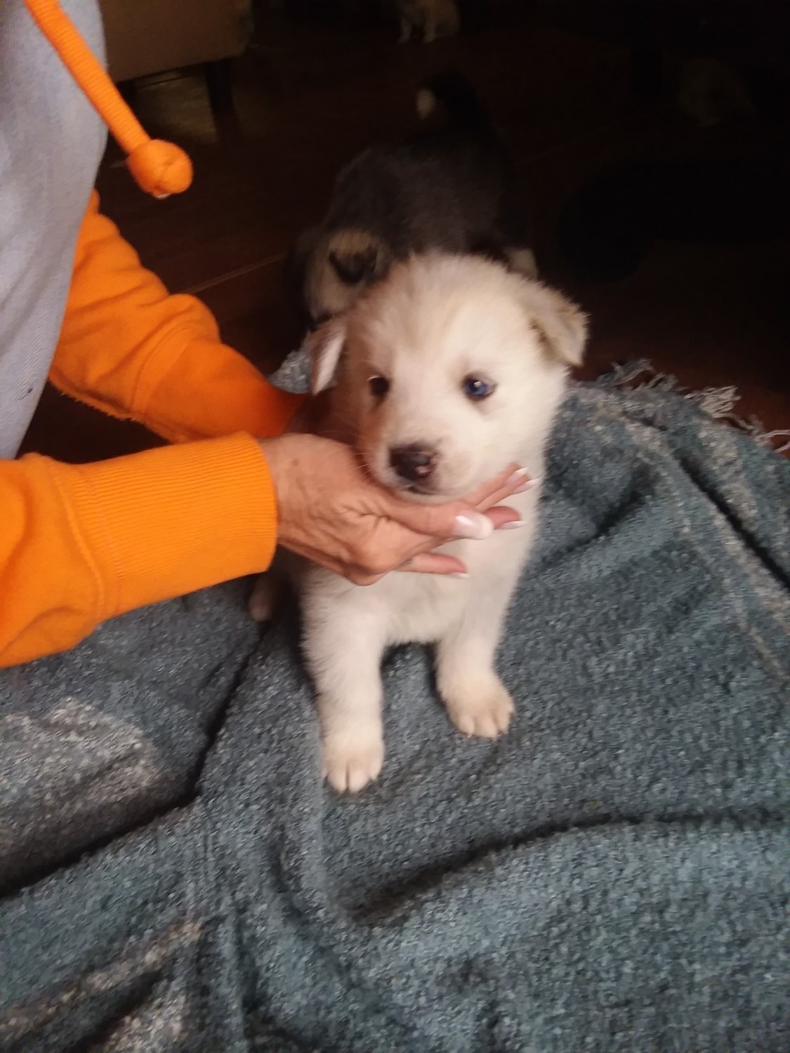 Great Pyrenees Puppies For Sale | New Waterford, OH #315216