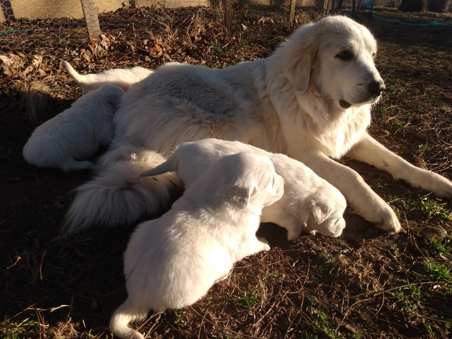 Great Pyrenees Puppies For Sale Schell City, MO 318943