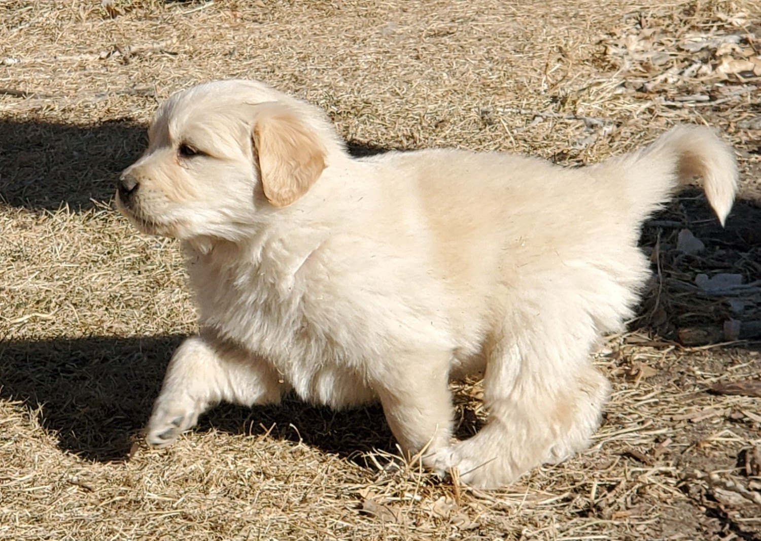 Great Pyrenees Puppies For Sale Calhan, CO 320371