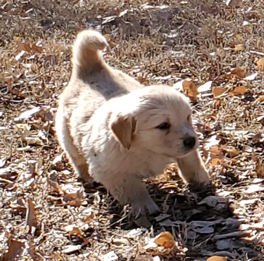 Great Pyrenees Puppies For Sale | Calhan, CO #320371