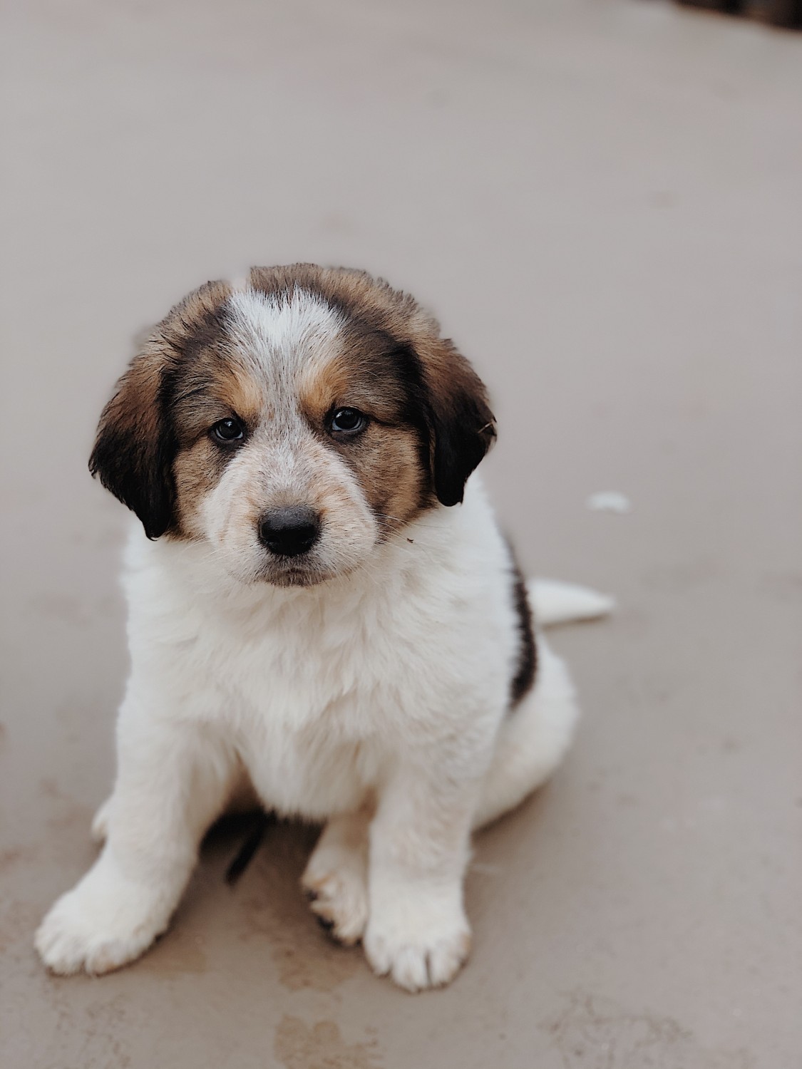 Great Pyrenees Puppies For Sale | Stone Mountain, GA #321306