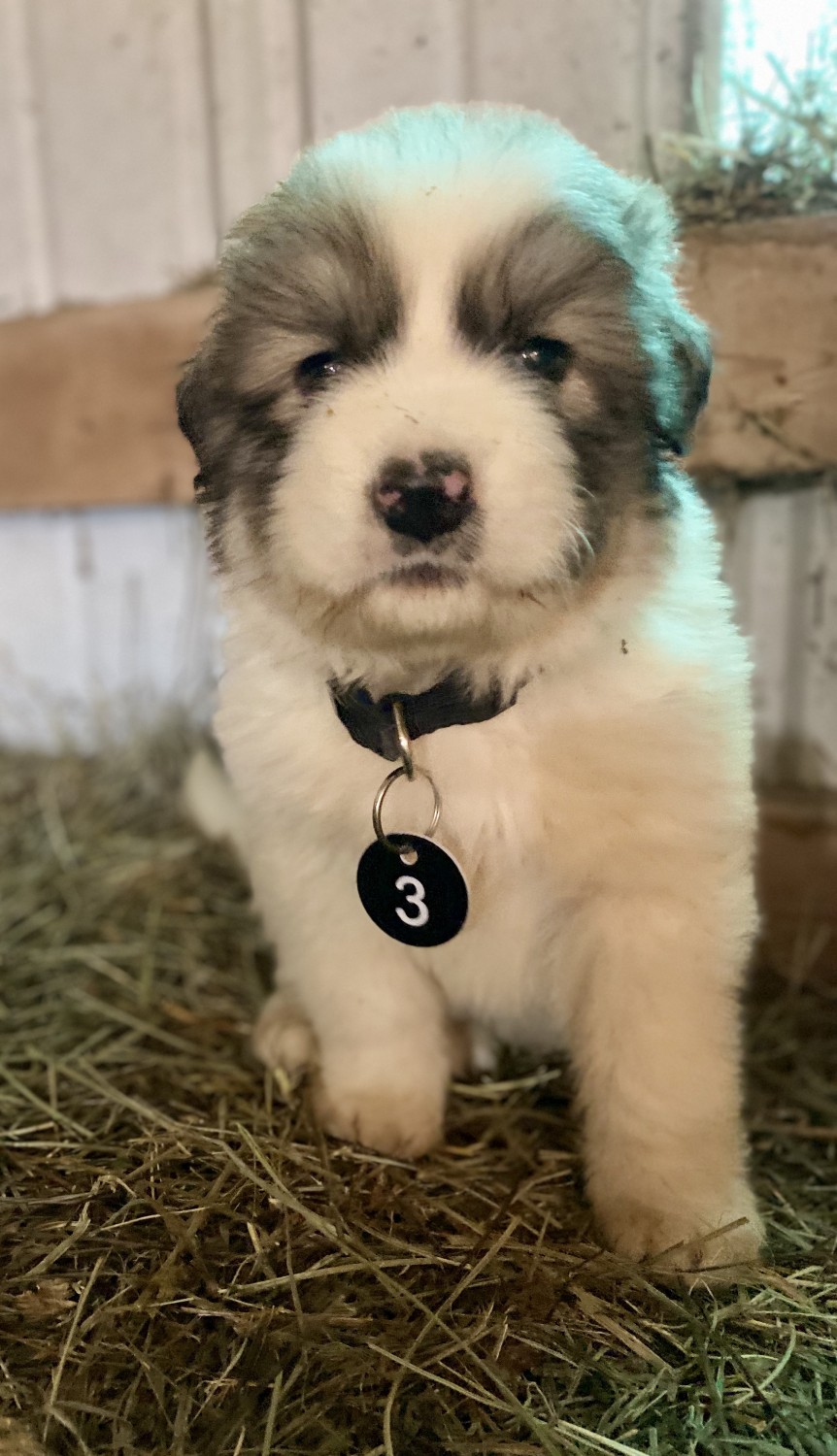 Great Pyrenees Puppies For Sale  Hamilton, OH #325031