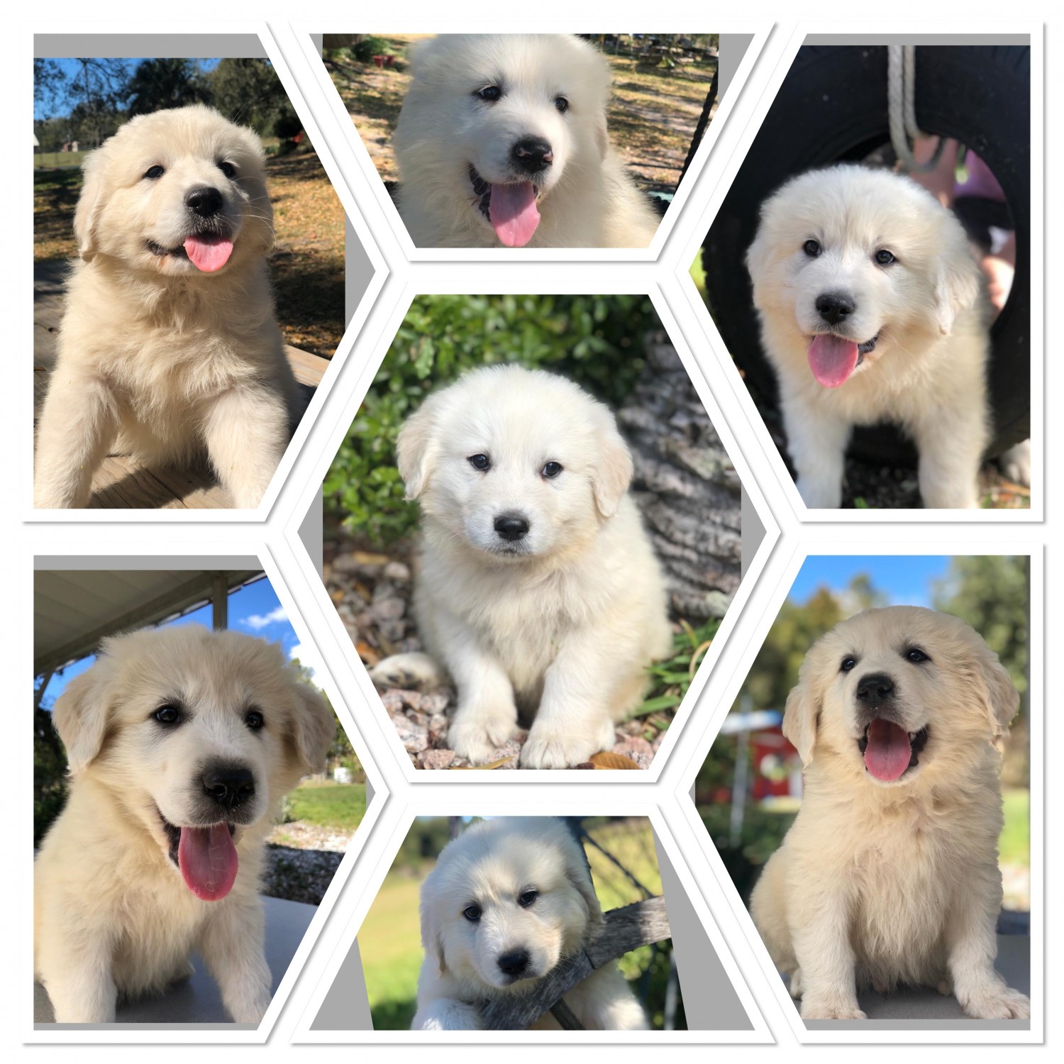 Great Pyrenees Puppies For Sale | Lady Lake, FL #325044