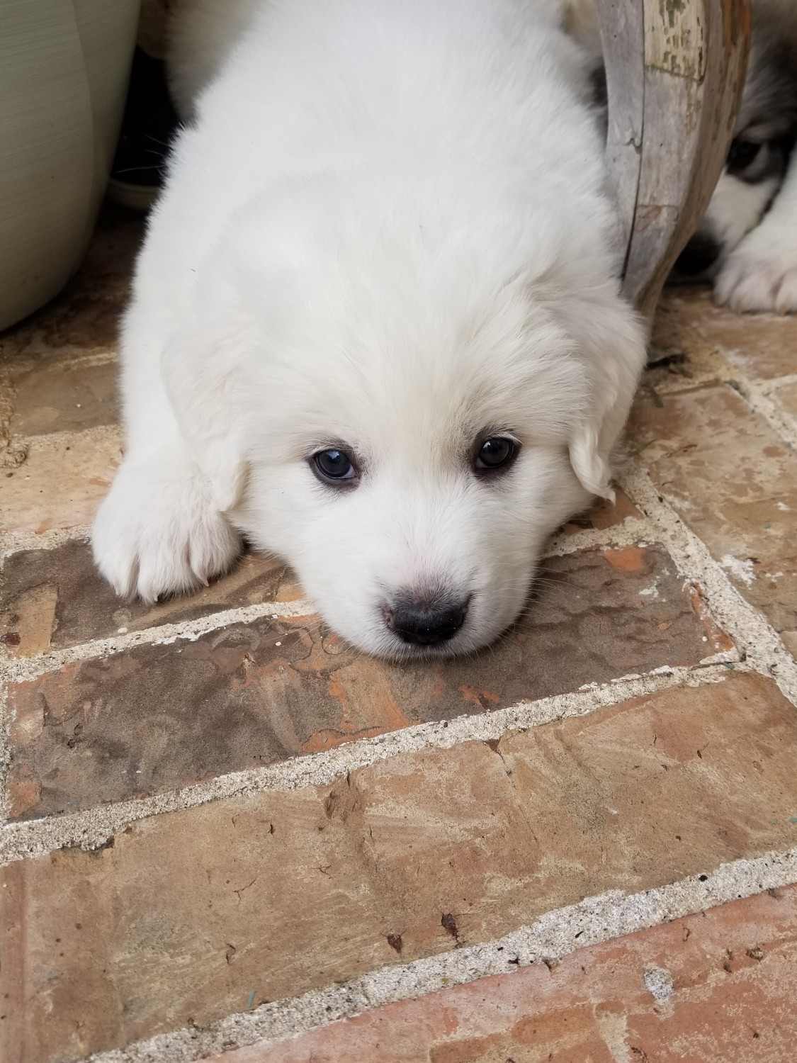 Great Pyrenees Puppies For Sale  Highland Village, TX #325867
