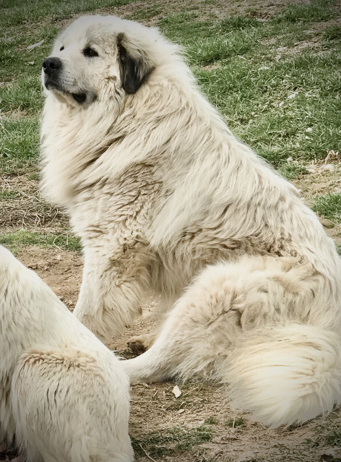 Great Pyrenees Puppies For Sale  Ezel, KY #326704