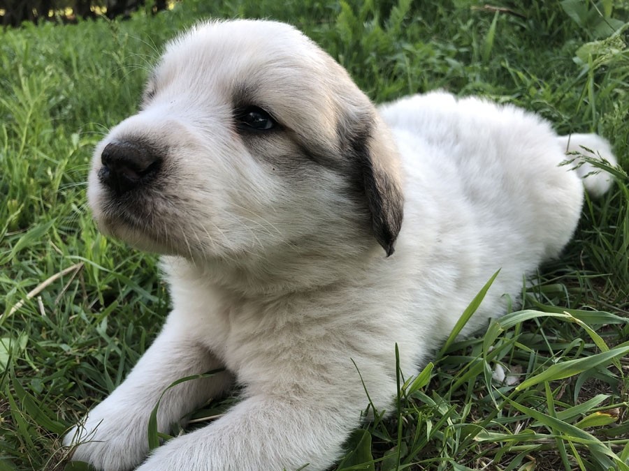 Great Pyrenees Puppies For Sale | Aitkin, MN #330008