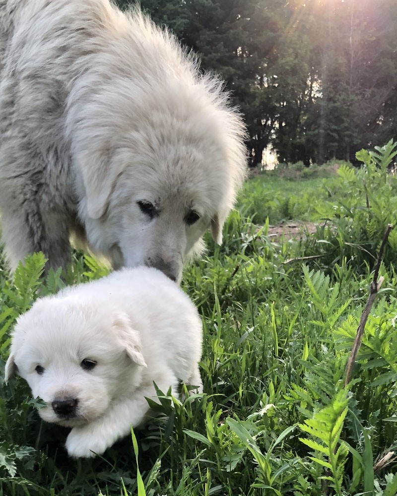Great Pyrenees Puppies For Sale | Aitkin, MN #330008