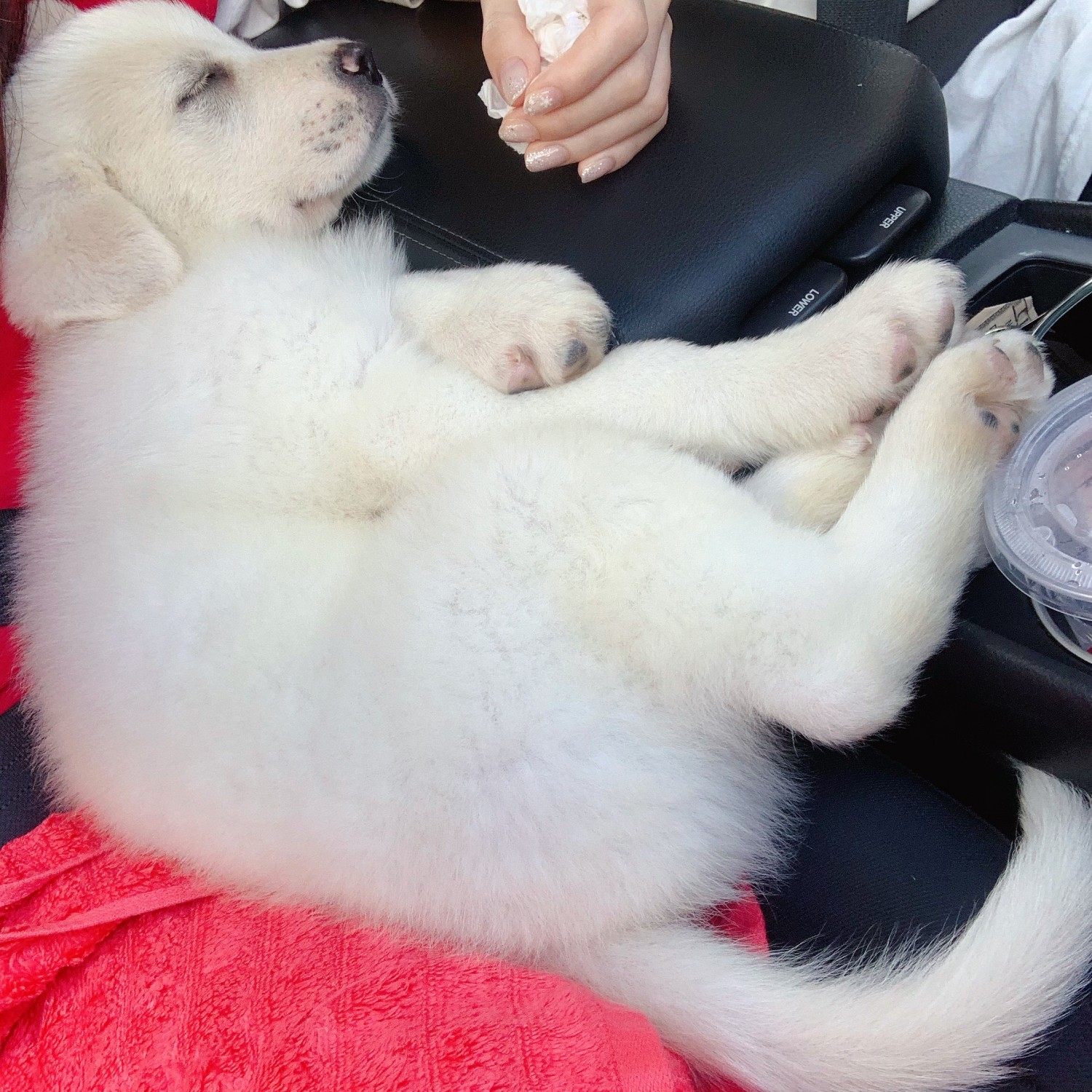 Great Pyrenees Puppies For Sale | Buffalo, NY #330209