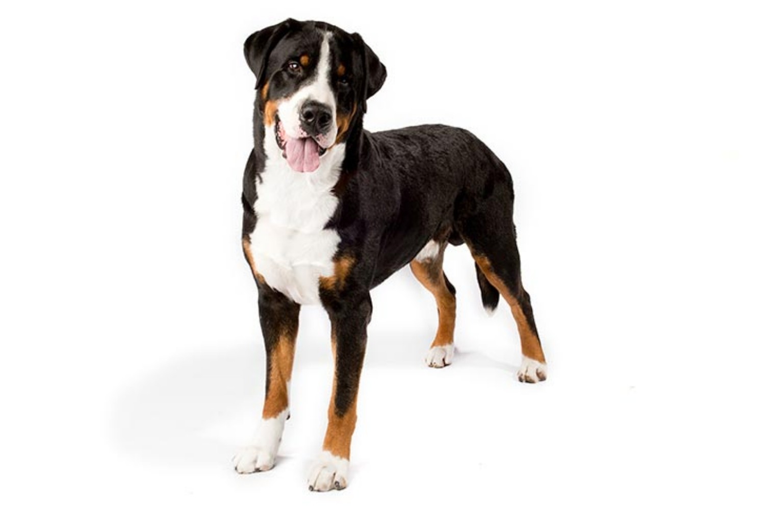 Greater Swiss Mountain Dog Vs Rottweiler Breed Comparison