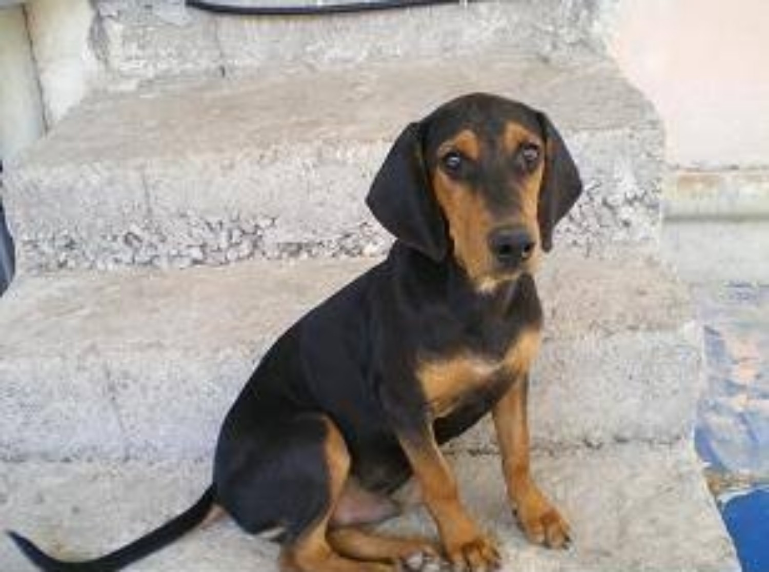 Greek Harehound Dog Breed Information Images Characteristics Health