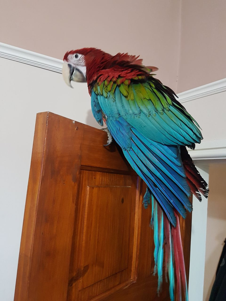 Green-Winged Macaw For Sale in United States | Petzlover