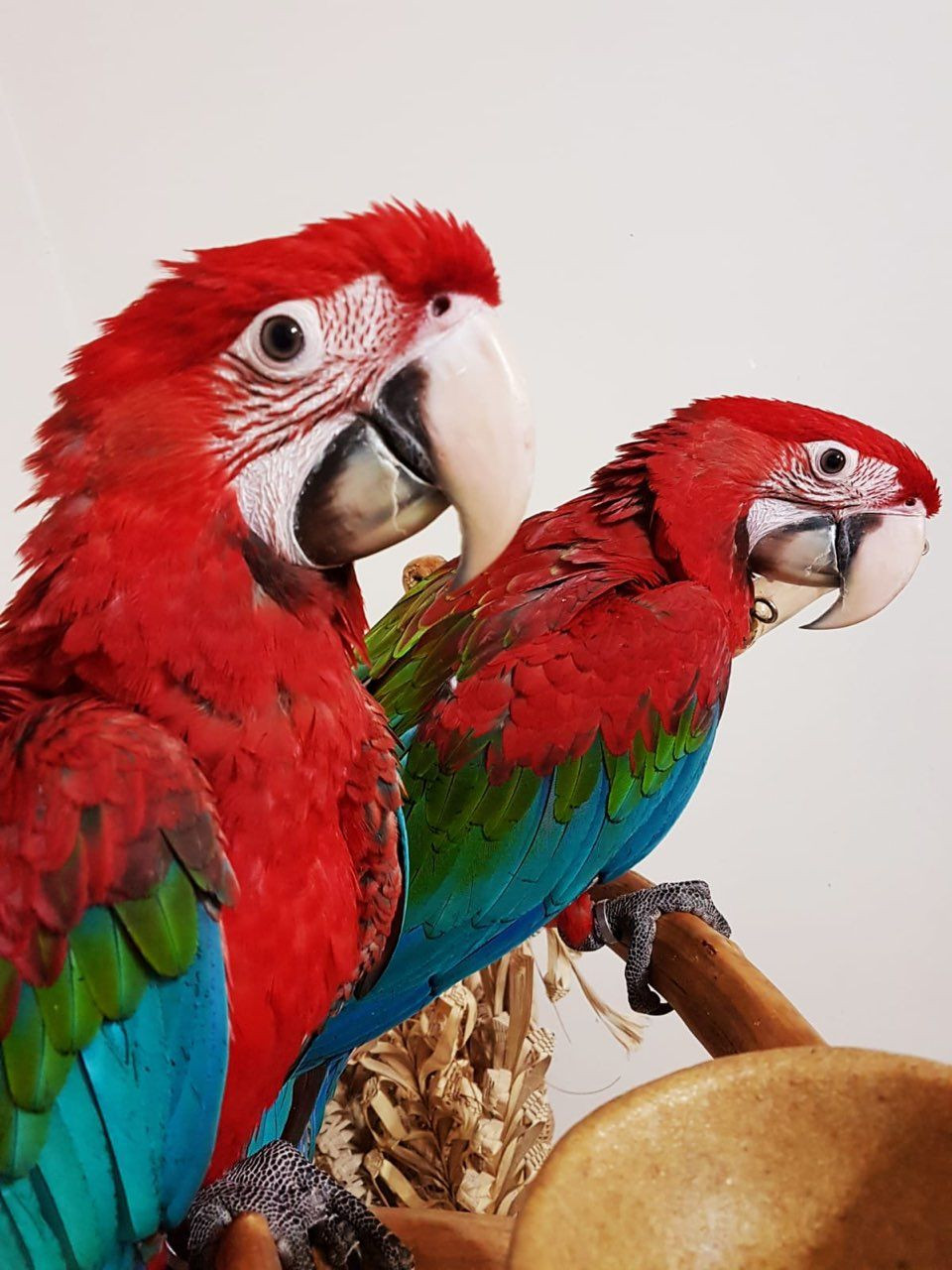 Green-Winged Macaw Birds For Sale | Sacramento, CA #288078