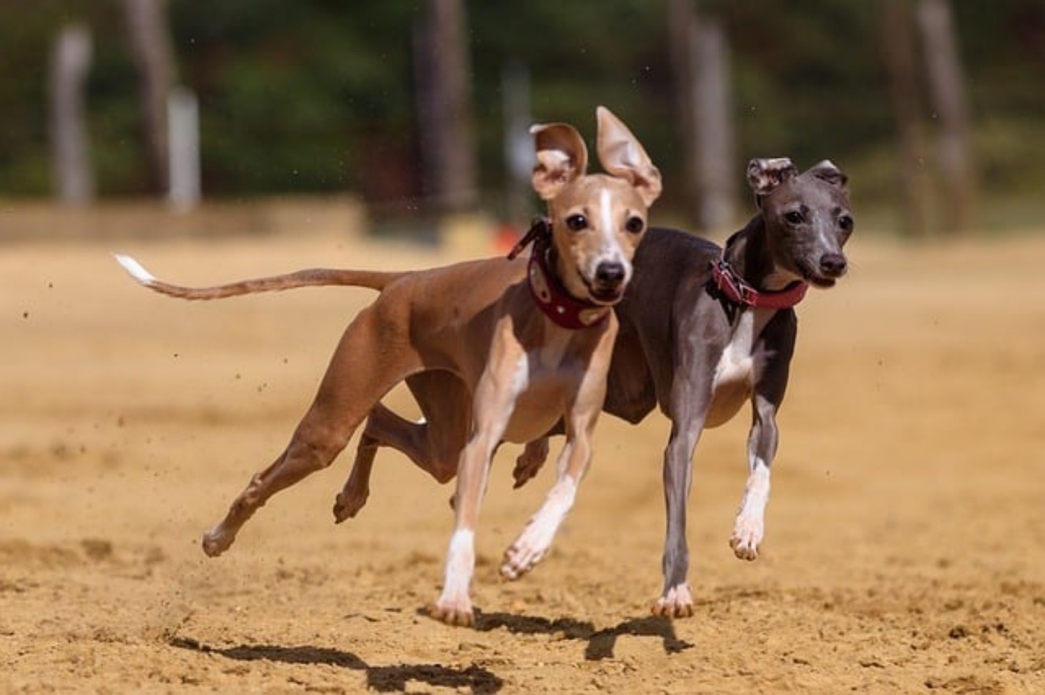 Greyhound vs Great Dane - Breed Comparison | Petzlover