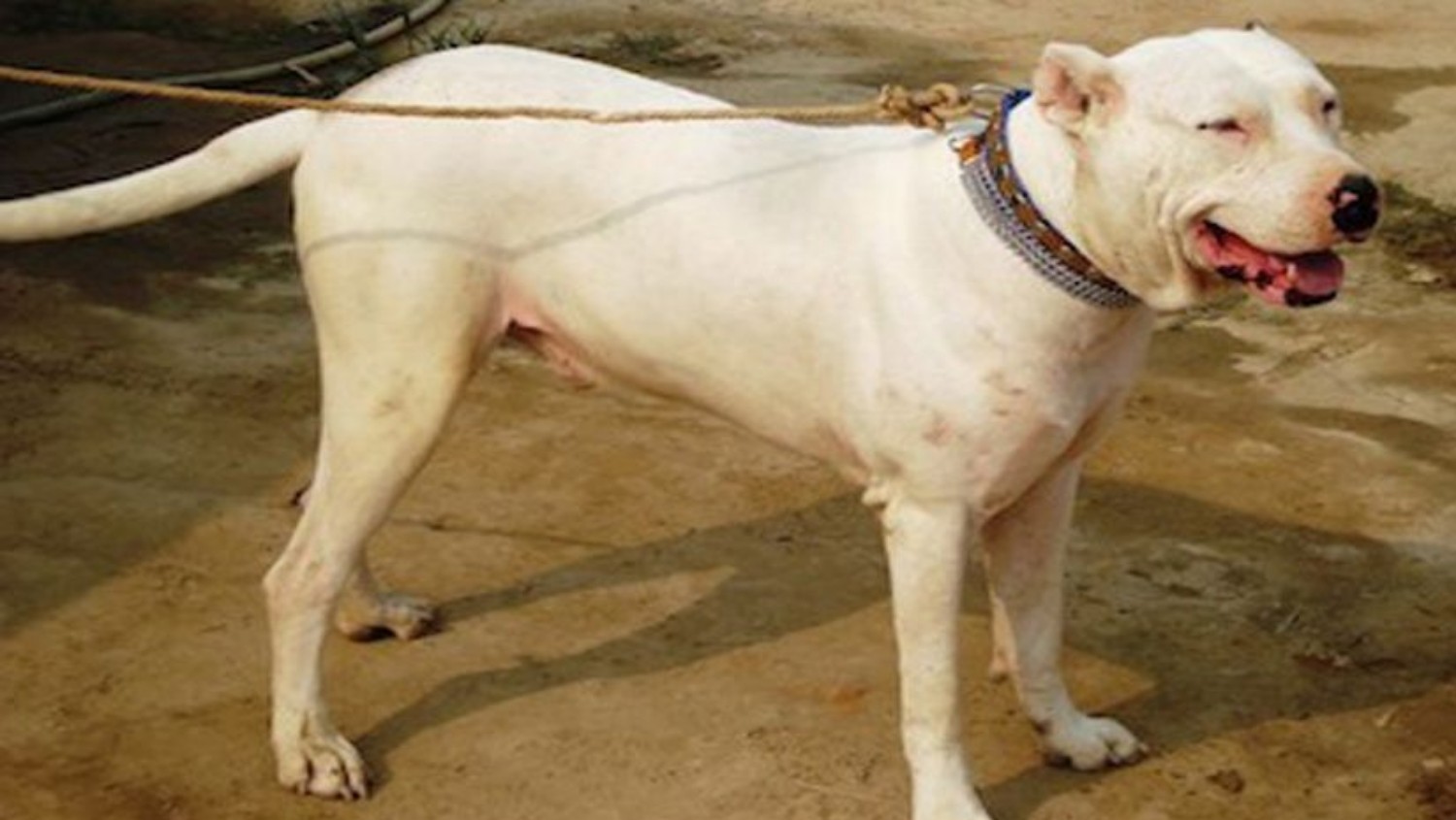 Gull Dong Dog Breed Information Images Characteristics Health