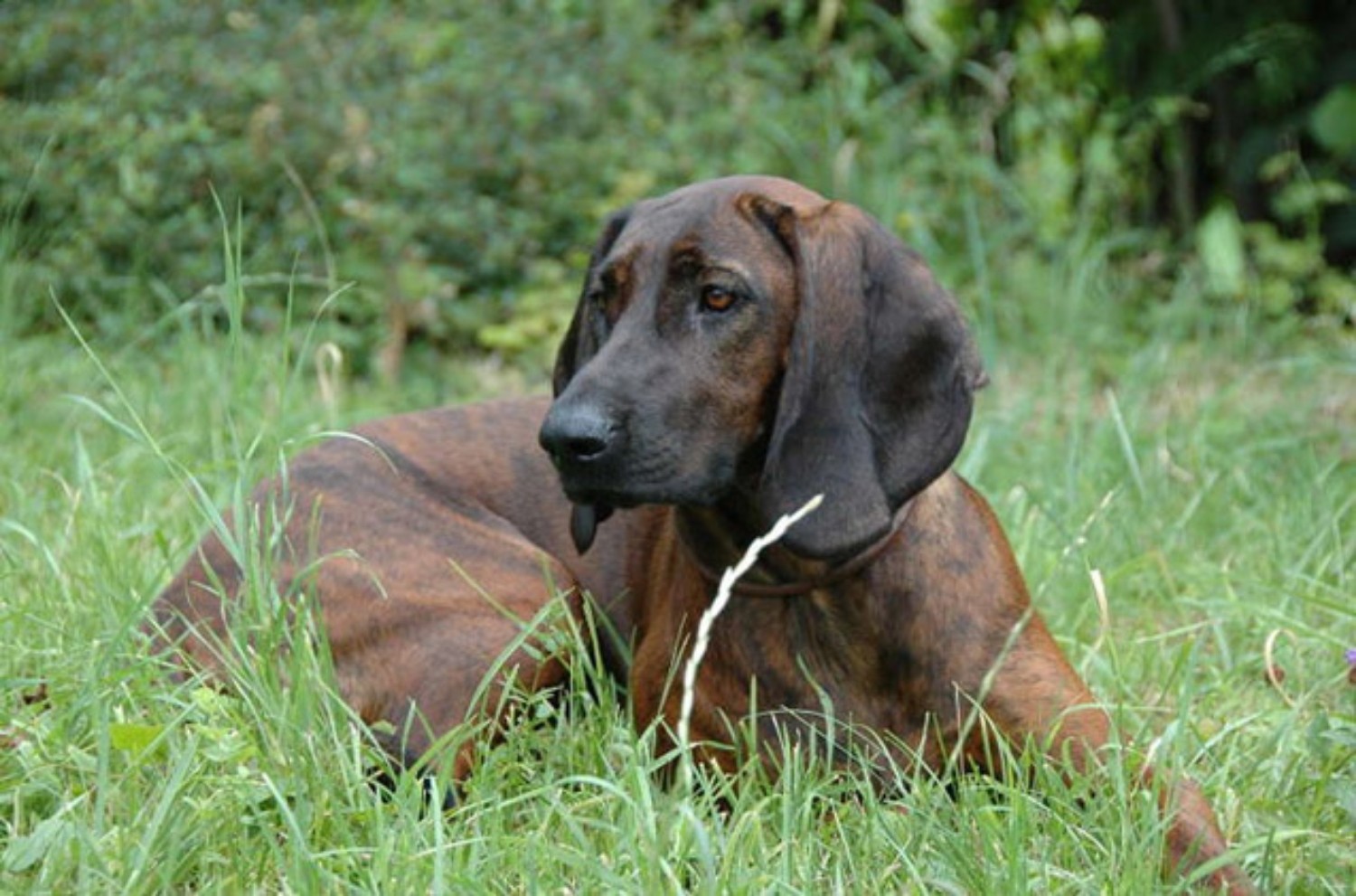Hanover Hound Vs Bloodhound Breed Comparison Mydogbreeds