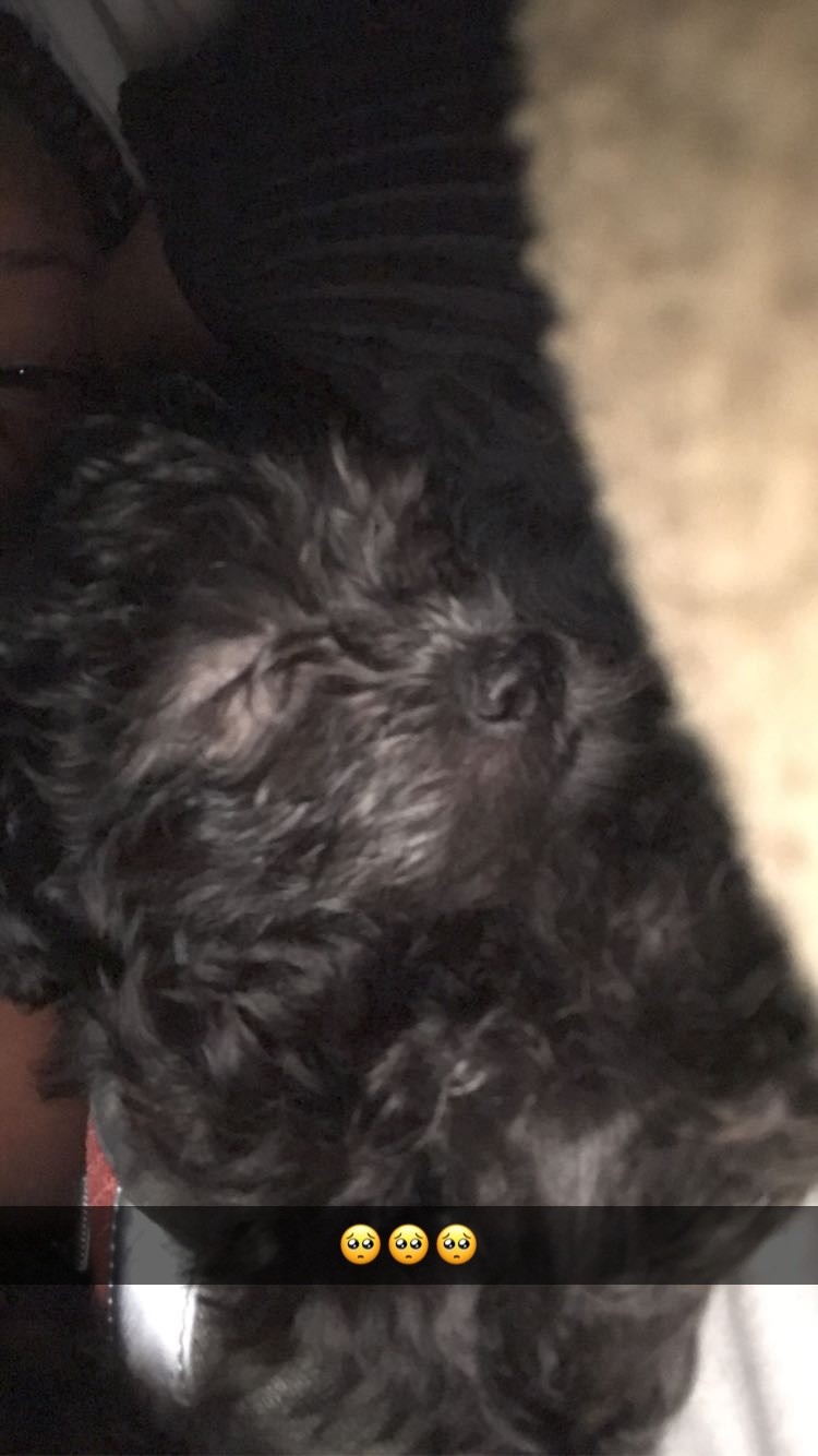 Havanese Puppies For Sale Belleville, IL 343755