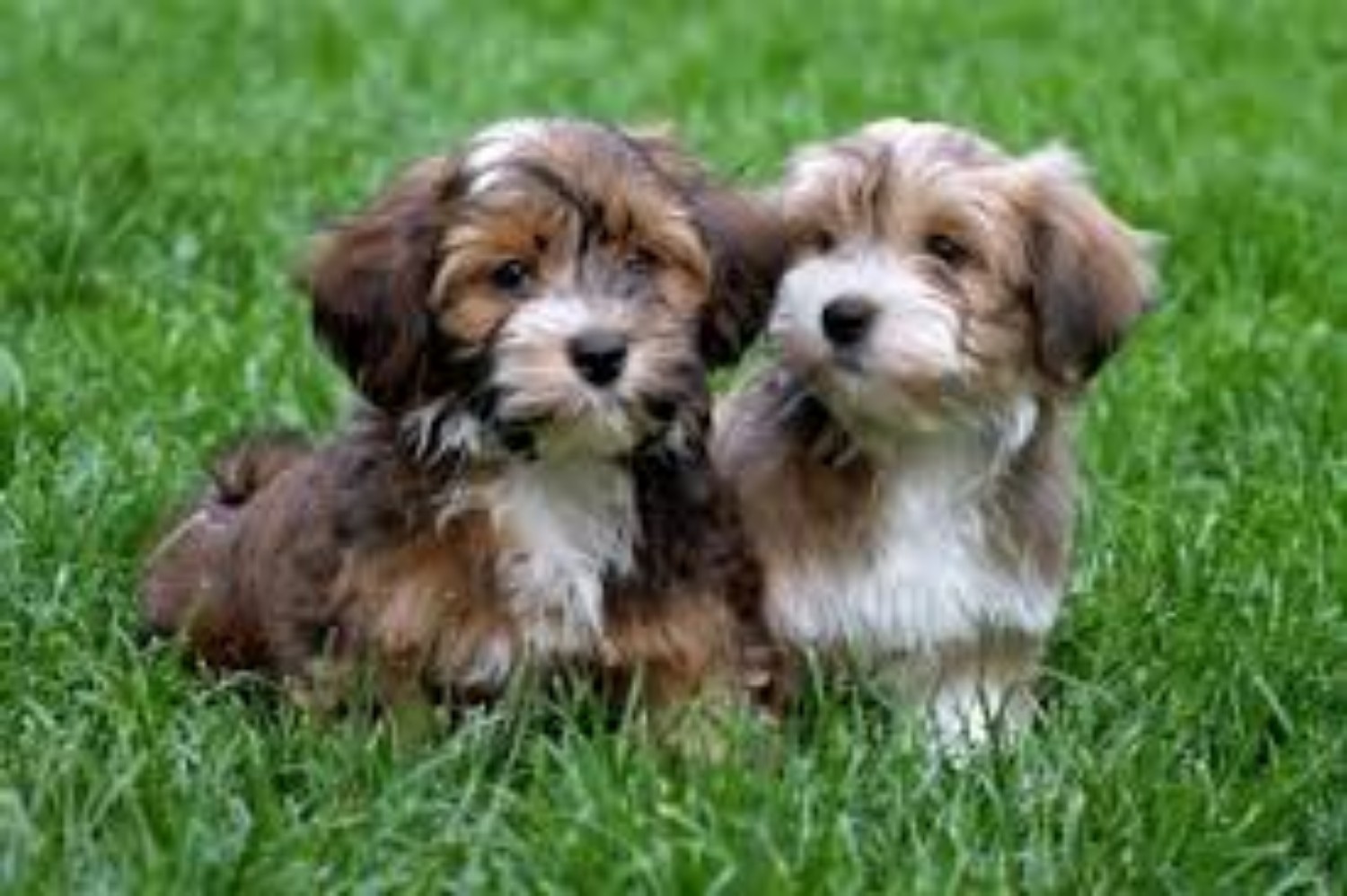 Havanese Dogs Pictures