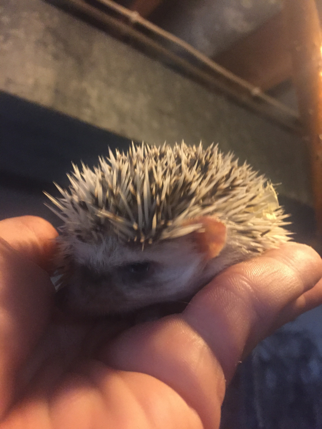 Hedgehog Animals For Sale Canal Fulton, OH 284884