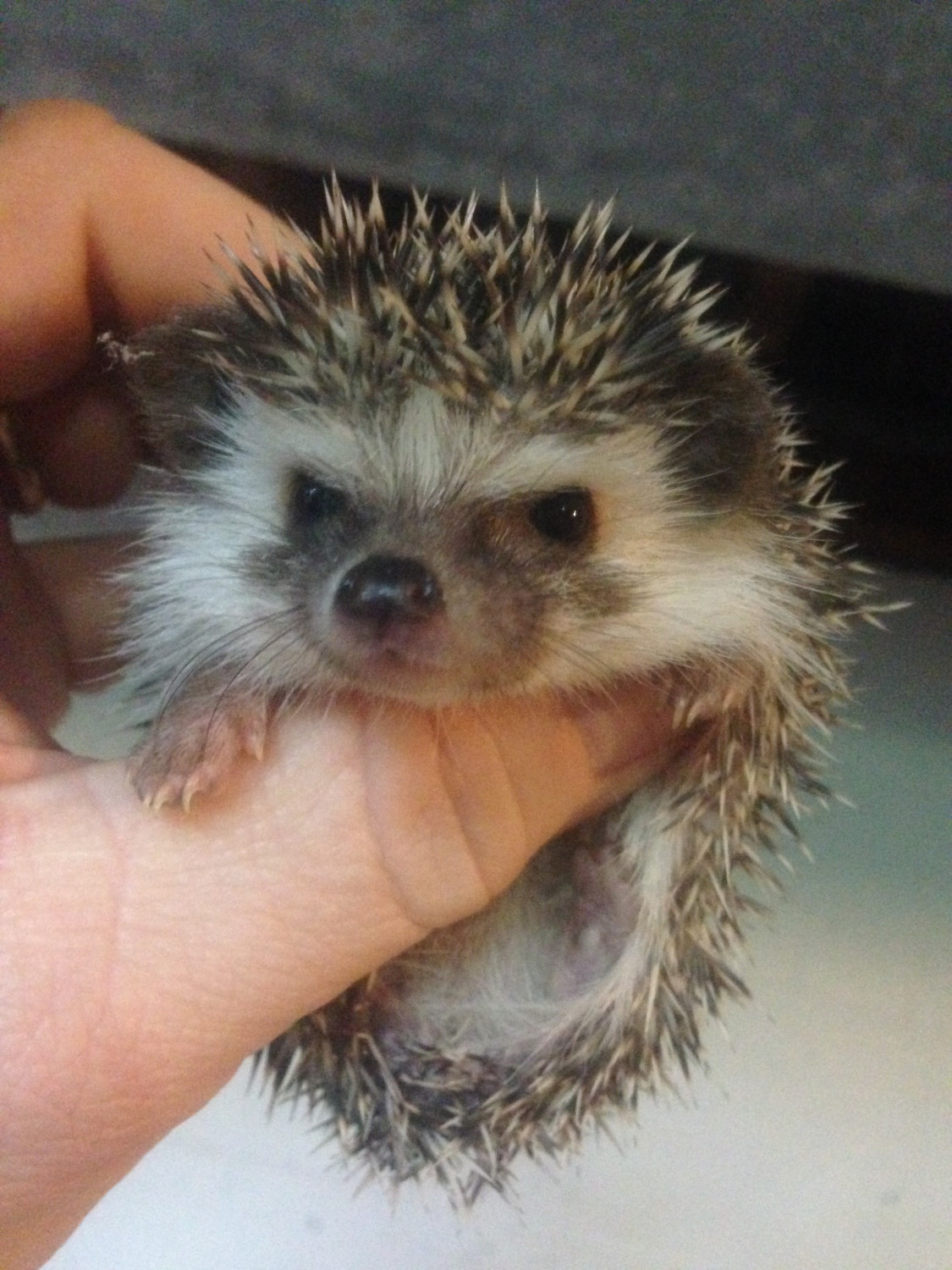 Hedgehog Animals For Sale Canal Fulton, OH 285244